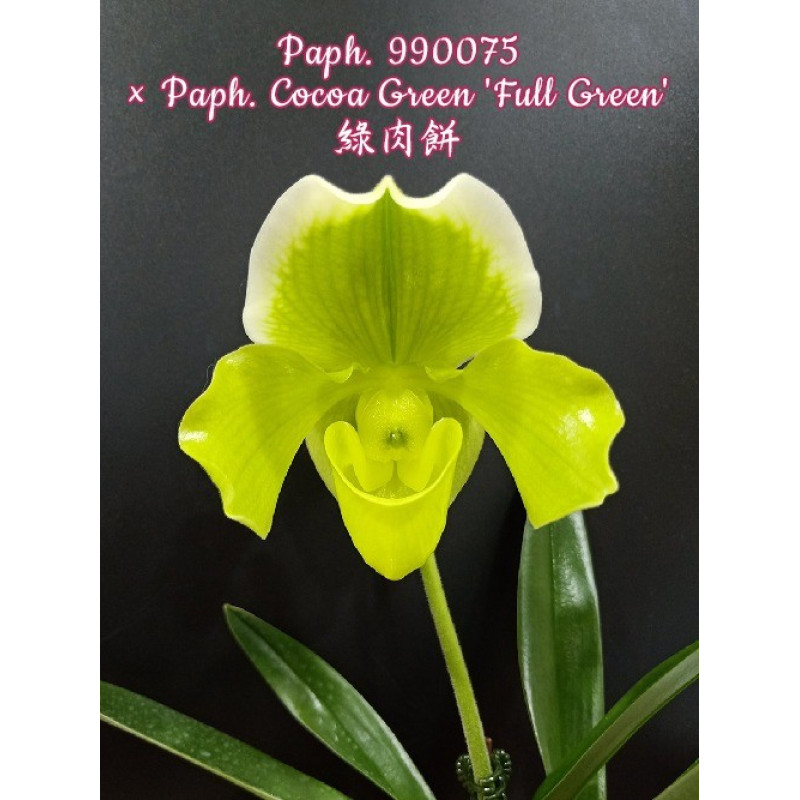 Орхiдея Paph. 990075 × Cocoa Green Full Green - купити, доставка